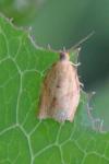 Clepsis consimilana