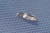 Recurvaria leucatella