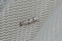 Paraswammerdamia albicapitella