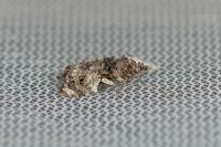 Phtheochroa rugosana