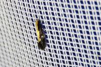 Monopis obviella