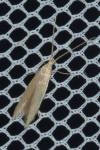 Coleophora flavipennella