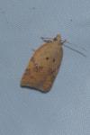 Acleris ferrugana