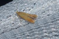 Tischeria decidua