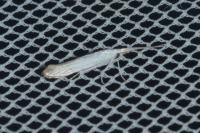 Coleophora kuehnella