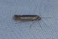 Scythris scipionella