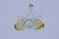 Coleophora flavipennella
