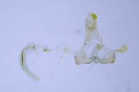 Coleophora kuehnella