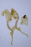 Scythris scipionella