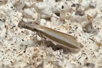 Pleurota aristella
