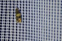 Celypha aurofasciana