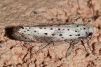 Yponomeuta irrorella