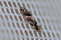 Recurvaria nanella