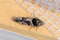 Recurvaria nanella