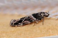 Recurvaria nanella