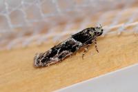 Recurvaria nanella