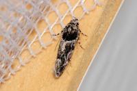Recurvaria nanella