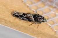 Recurvaria nanella
