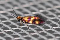 Micropterix aglaella