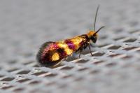 Micropterix aglaella