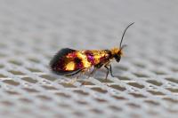 Micropterix aglaella