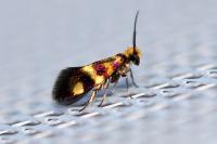 Micropterix aglaella
