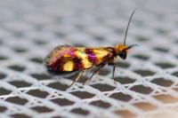 Micropterix aglaella