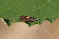 Dichrorampha petiverella