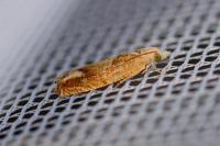Eucosma conterminana
