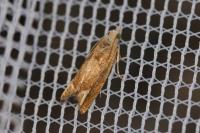 Eucosma conterminana