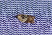 Acleris variegana