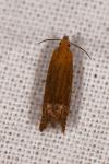 Lathronympha strigana