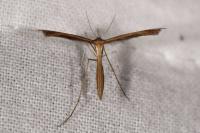 Stenoptilia