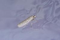 Yponomeuta sedella