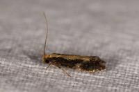 Monopis obviella