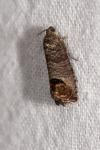 Cydia pomonella
