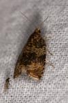 Celypha lacunana