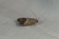 Cydia splendana