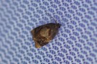 Ditula angustiorana