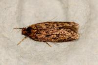 Hofmannophila pseudospretella