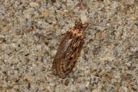 Hofmannophila pseudospretella