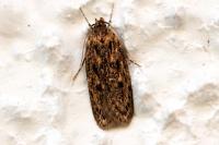 Hofmannophila pseudospretella