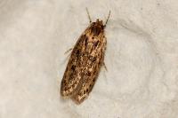 Hofmannophila pseudospretella