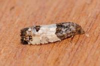 Spilonota ocellana