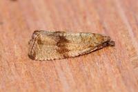 Celypha striana