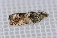 Cydia fagiglandana