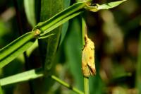Agapeta hamana
