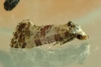 Neocochylis molliculana