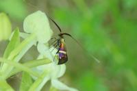 Adela australis