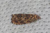 Enarmonia formosana